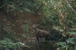 IUCN SSC Experts Urge for Immediate Action to Find Saola Before it’s too Late